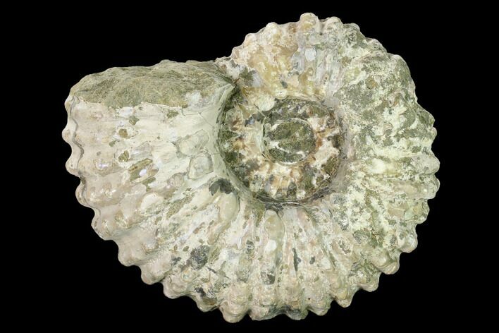 Bumpy Ammonite (Douvilleiceras) Fossil - Madagascar #160368